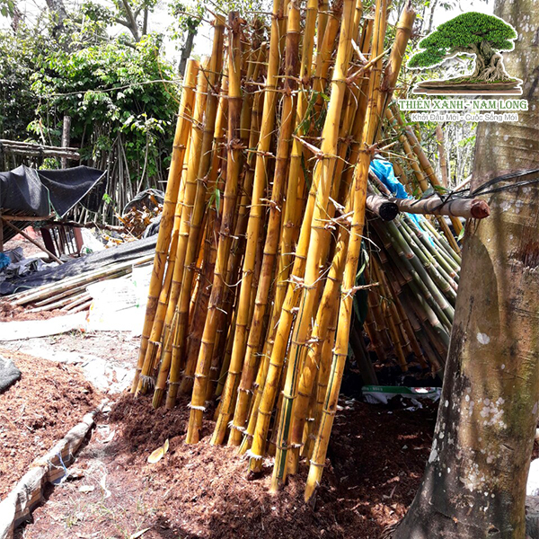 Cung cấp cây xanh